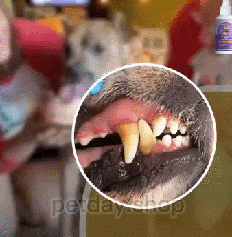 🐶🐱【Sigur și prietenos🔥】【Cumpără unul, primești unul gratuit🔥】Spray deodorant pentru curățarea dinților câinilor și pisicilor🐾 